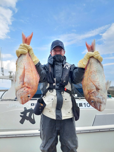 マダイの釣果