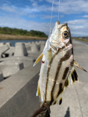 コトヒキの釣果