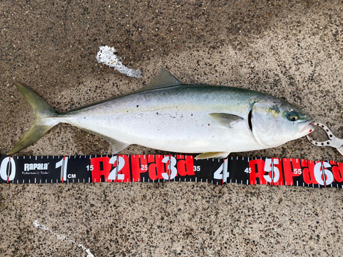 イナダの釣果