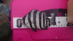 サンバソウの釣果