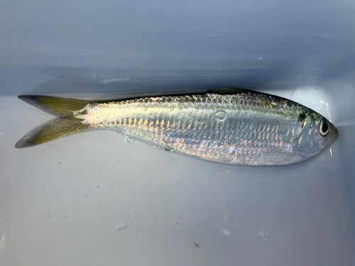 ママカリの釣果