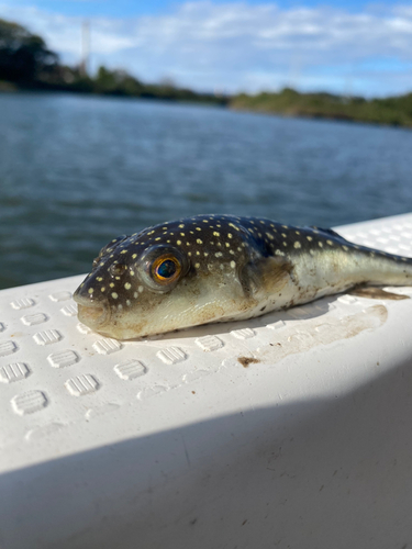 フグの釣果