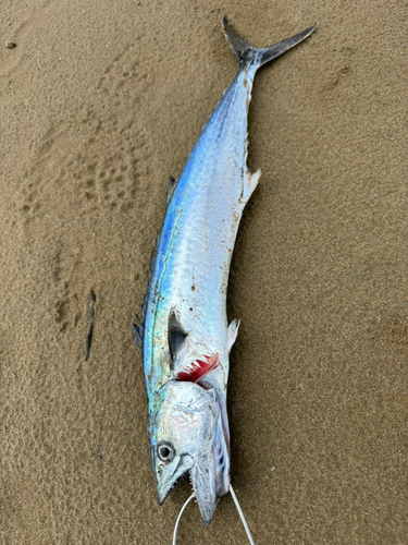 サゴシの釣果