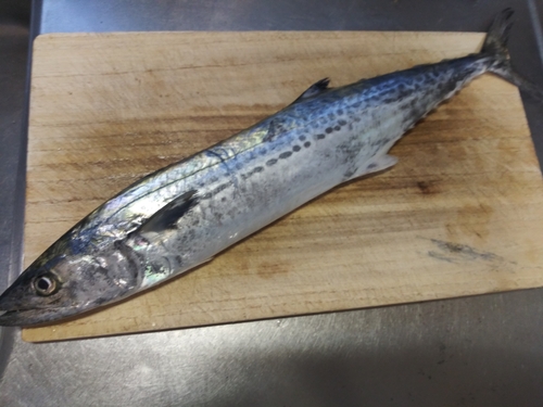 サゴシの釣果