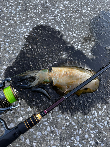 モイカの釣果