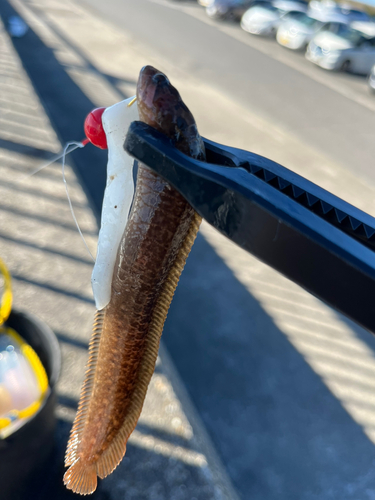 ダイナンギンポの釣果