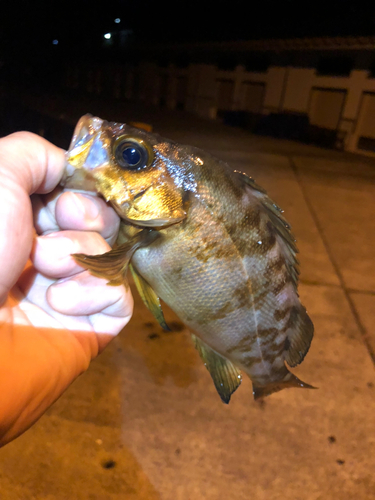 オキメバルの釣果