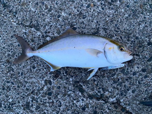 ショゴの釣果