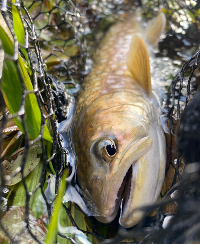 アメマスの釣果