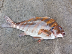 タカノハダイの釣果