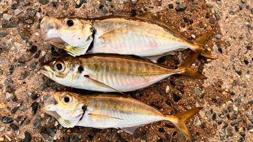 アジの釣果