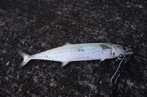 サゴシの釣果