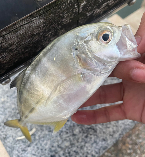 メッキの釣果