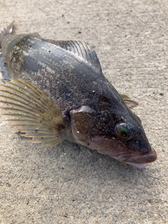 アイナメの釣果