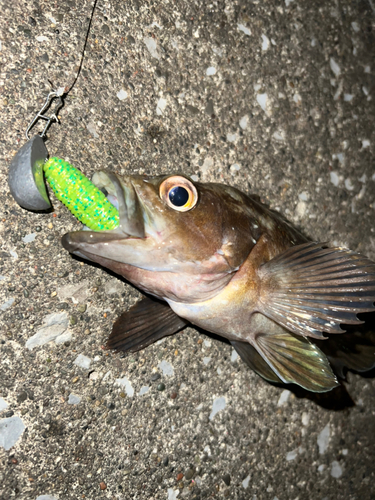 ガヤの釣果