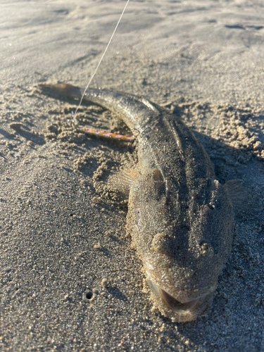 マゴチの釣果