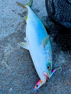 イナダの釣果