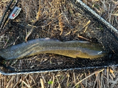 ナマズの釣果