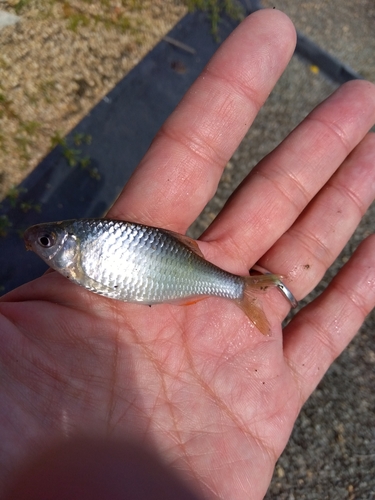 タナゴの釣果