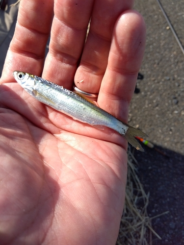 ワタカの釣果