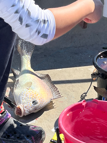 コロダイの釣果