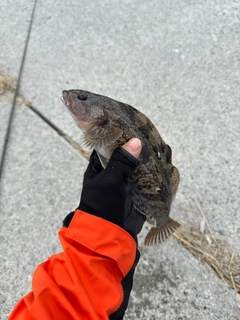 アイナメの釣果