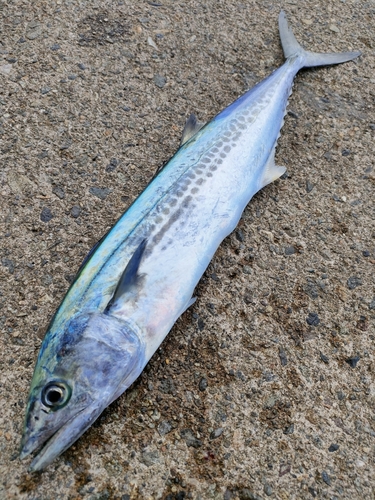 サゴシの釣果