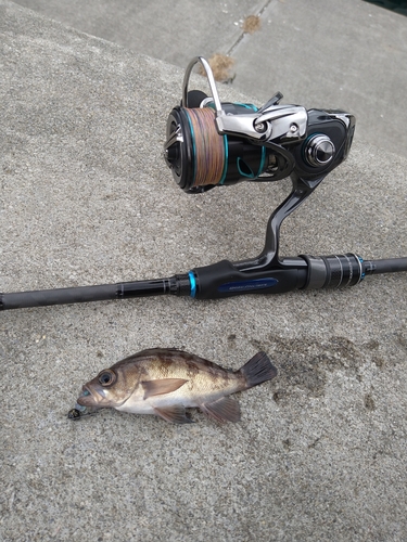 シロメバルの釣果