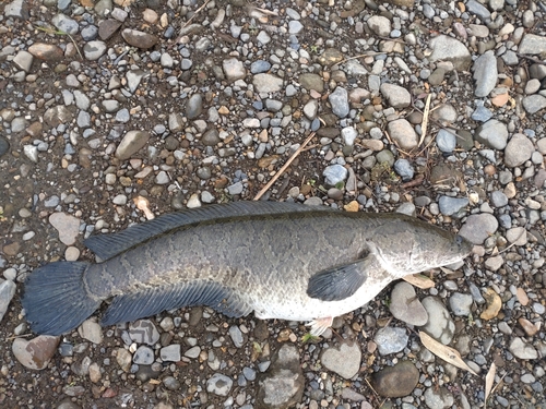 カムルチーの釣果