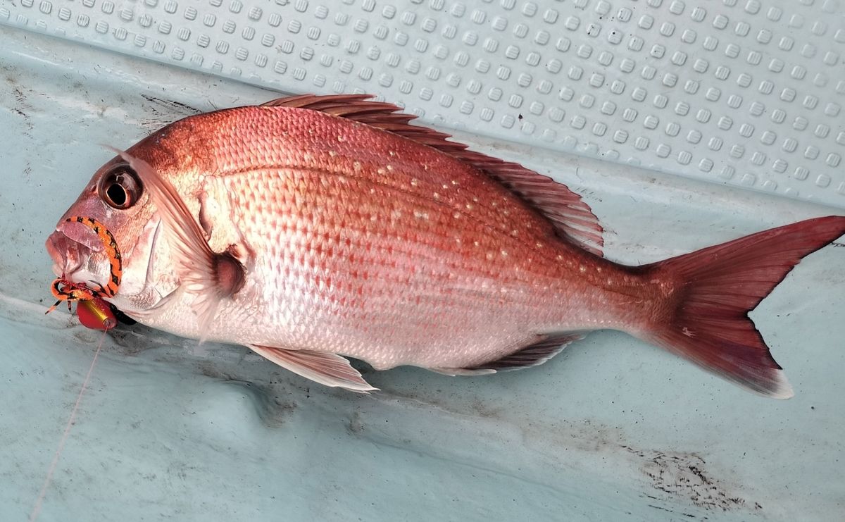 ドS東京湾鯛ラバ備忘録さんの釣果 3枚目の画像