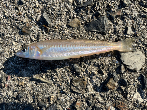 キスの釣果