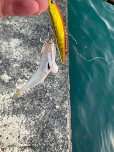 カマスの釣果