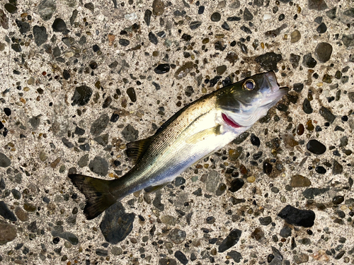 セイゴ（マルスズキ）の釣果