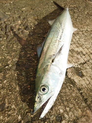 サゴシの釣果