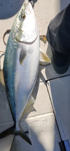 ハマチの釣果