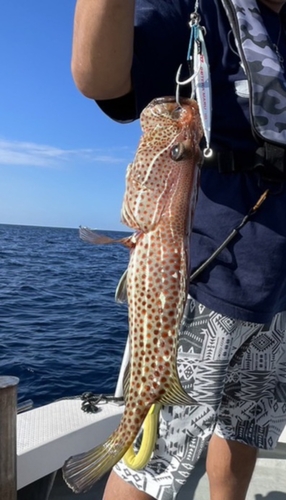 アズキハタの釣果