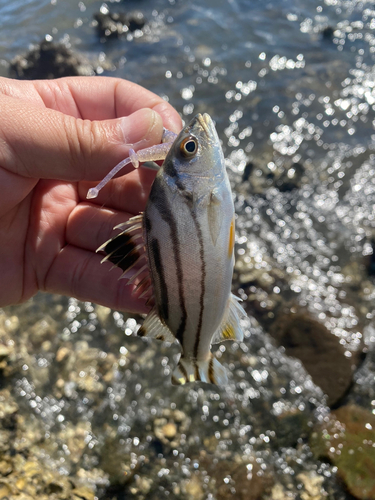 コトヒキの釣果