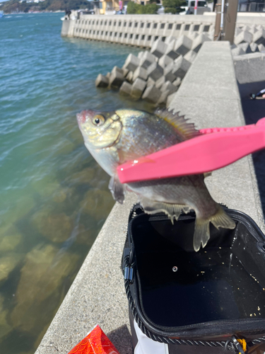 ウミタナゴの釣果