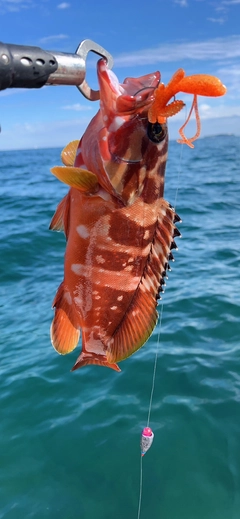 アカハタの釣果