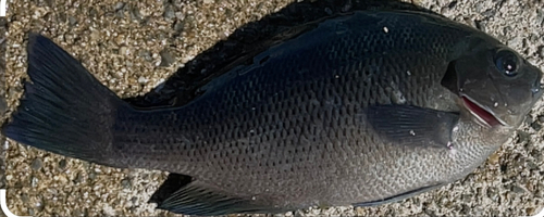 メジナの釣果