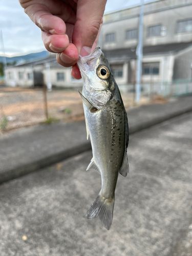 キビレの釣果