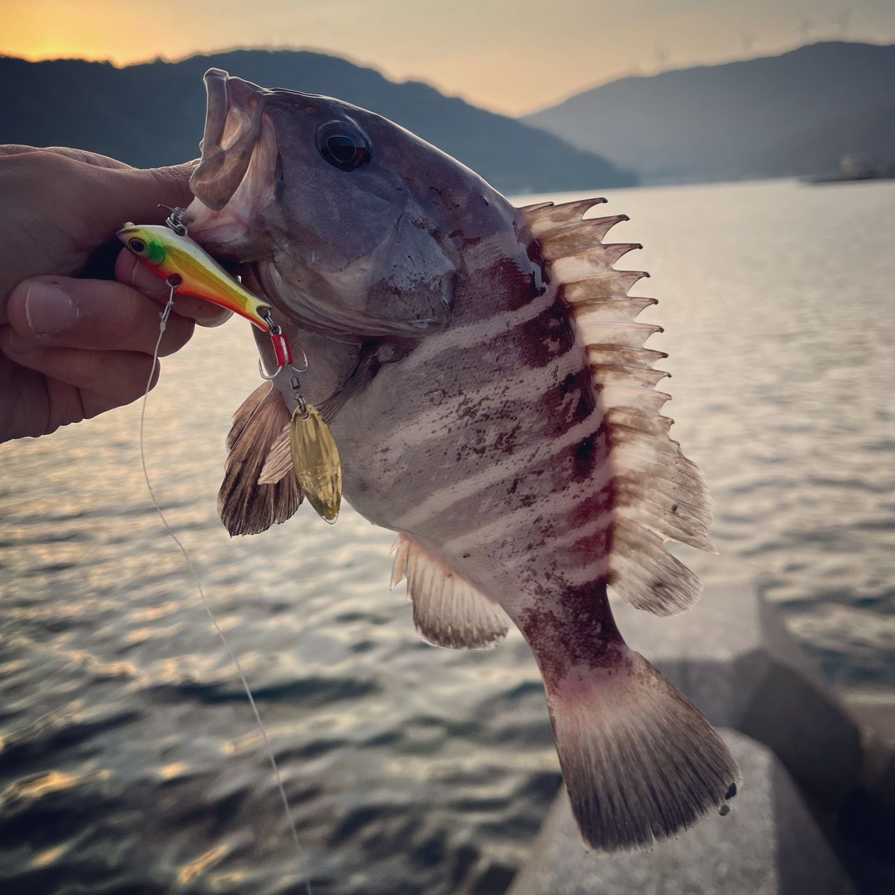 マハタ