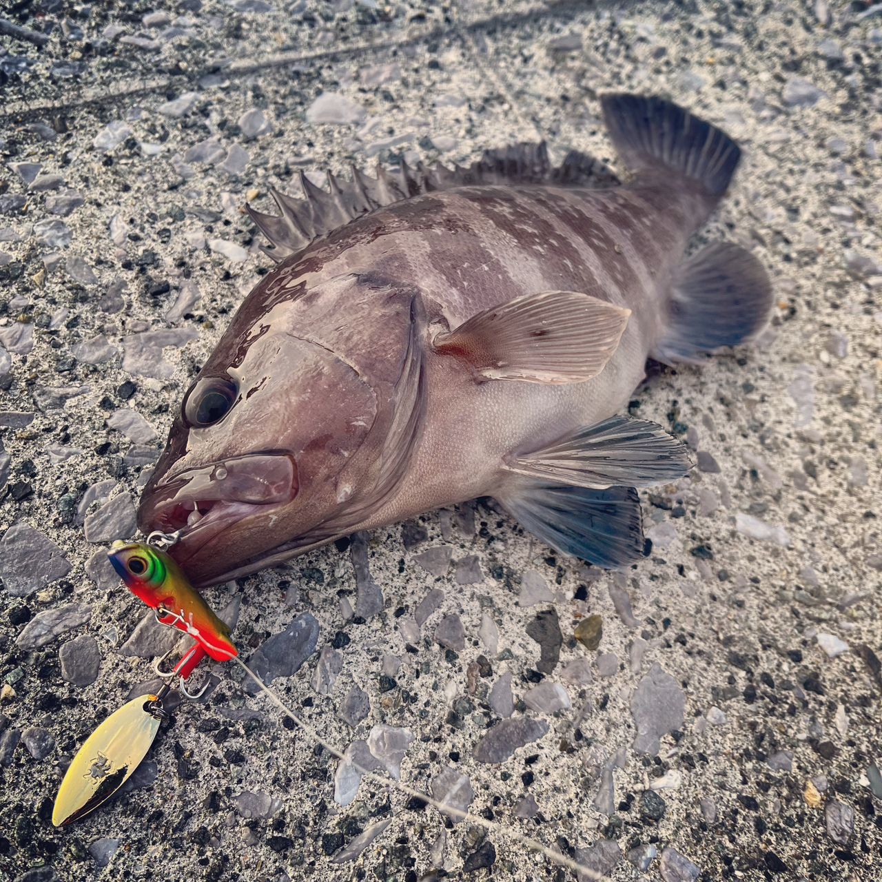 マハタ