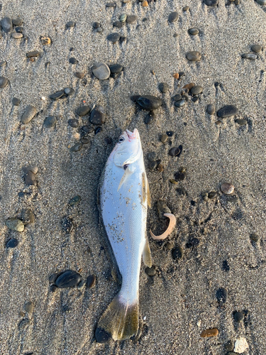 ニベの釣果