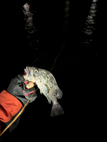 クロソイの釣果