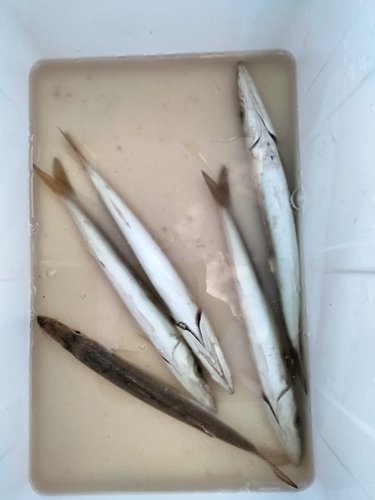 カマスの釣果