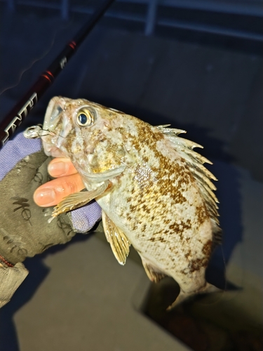 クロソイの釣果