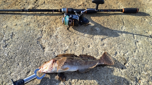 アイナメの釣果