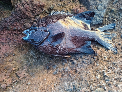 イシガキダイの釣果