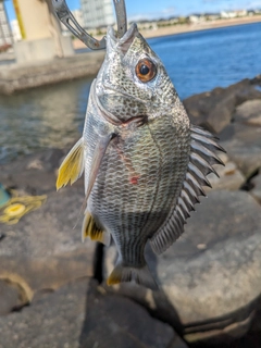 キビレの釣果